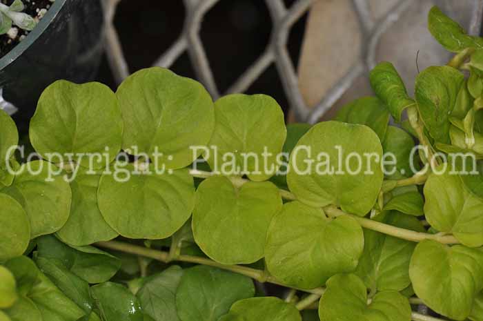 PGC-P-Lysimachia-nummularia-Goldilocks-2010-001