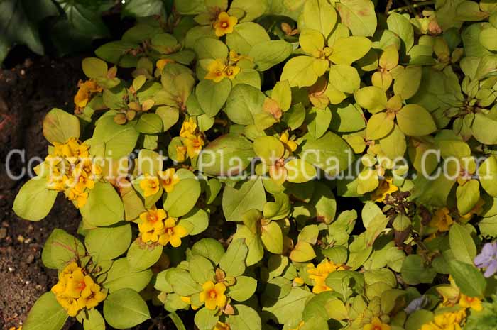 PGC-P-Lysimachia-numularia-2011-01