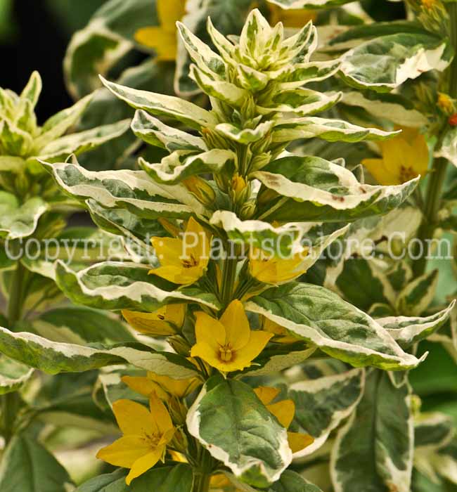 PGC-P-Lysimachia-punctata-Alexander-2