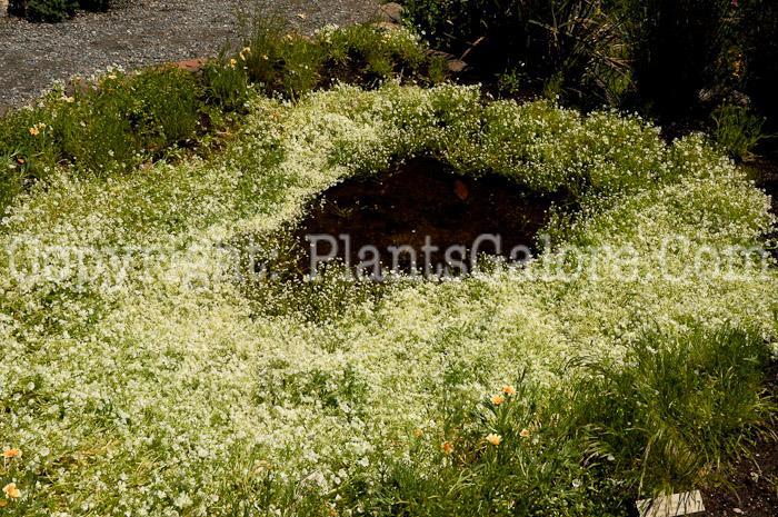 PGC-P-Limnanthes-vinculans-aka-Sebastopol-Meadowfrost-2