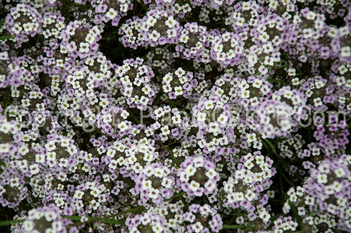 PGC-A-Lobularia-Blushing-Princess-1013f-1