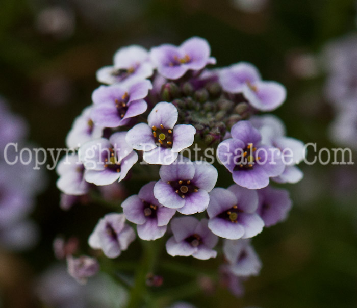 PGC-A-Lobularia-Blushing-Princess-1013t-3