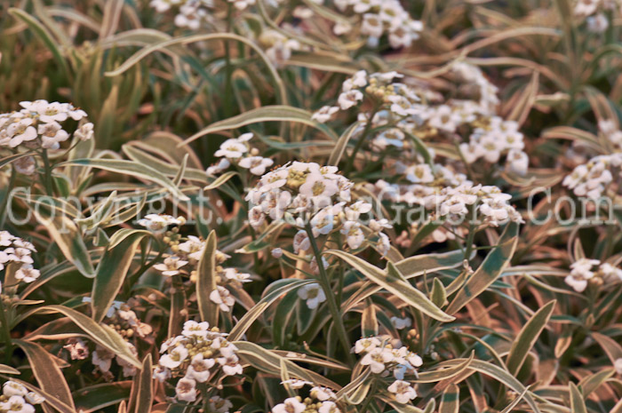 PGC-A-Lobularia-Frosty-Knight-04-2012-4