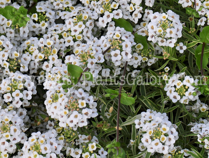 PGC-A-Lobularia-Frosty-Knight-813d-1