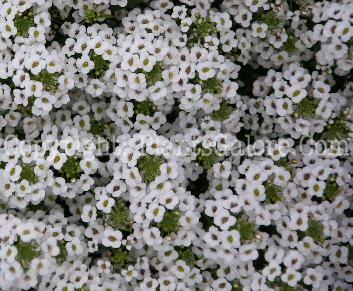 PGC-A-Lobularia-Snow-Princess-1013f-1