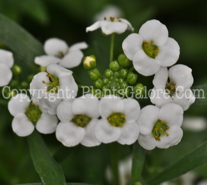 PGC-A-Lobularia-Snow-Princess-x3x-2010-001