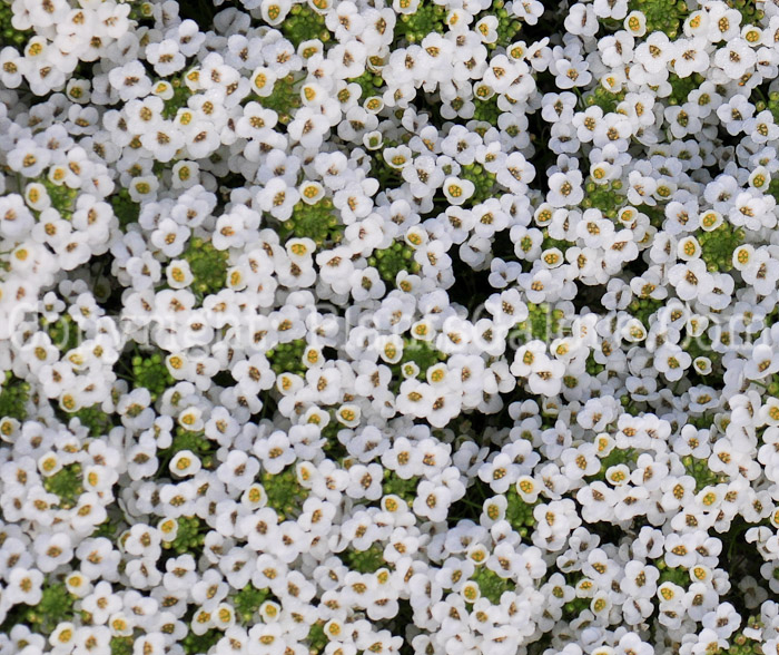 PGC-A-Lobularia-White-Knight-813d-1