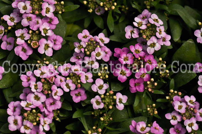 PGC-A-Lobularia-maritima-Pink-Alyssum-0001