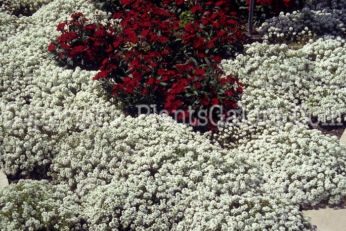 PGC-A-Lobularia-maritima-White-Alyssum-0002