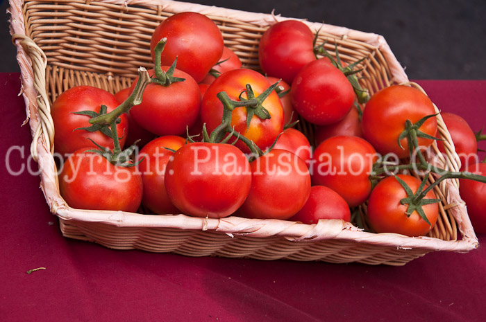 PGC-A-Lycopersicon-aka-Tomato-0514-2