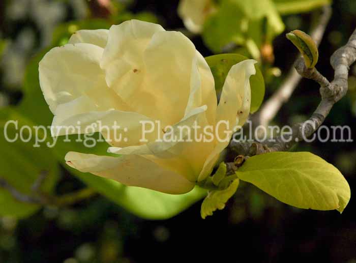 PGC-T-Magnolia-Elizabeth-04-2012-3