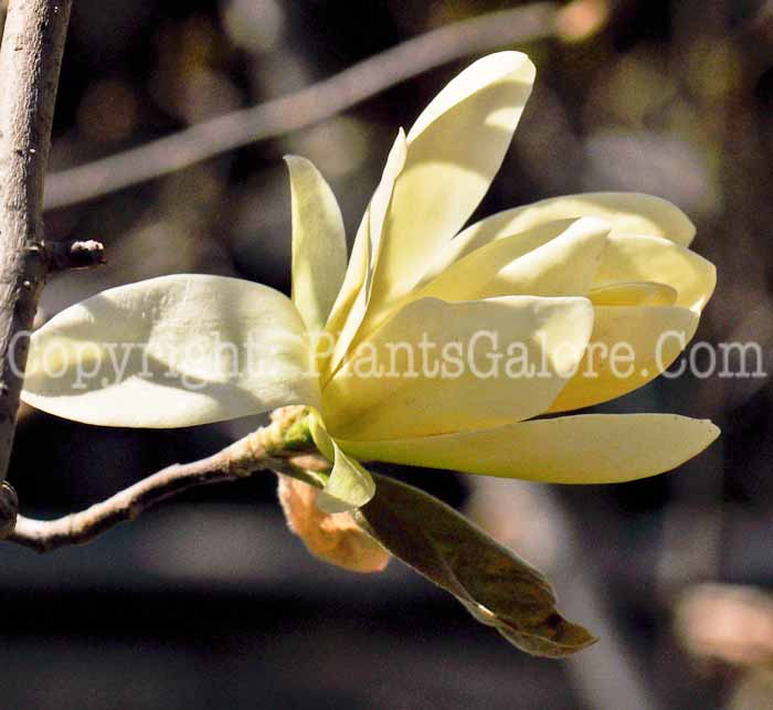 PGC-T-Magnolia-Gold-Star-3