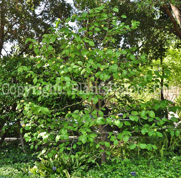 PGC-T-Magnolia-acuminata-6