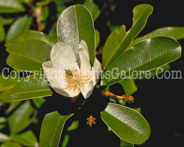 PGC-T-Magnolia-laevifolia-1