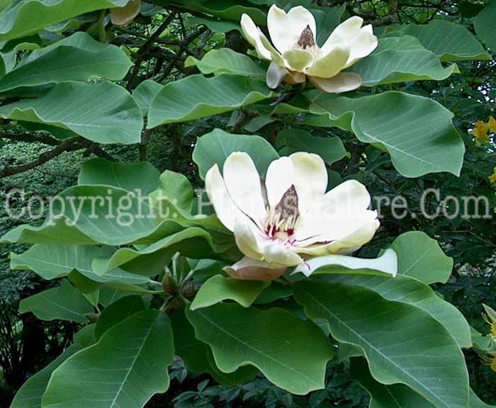 PGC-T-Magnolia-sieboldii-1-1