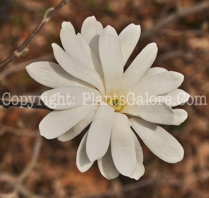 PGC-T-Magnolia-stelata-6