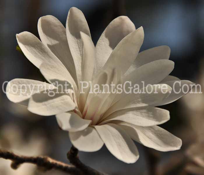 PGC-T-Magnolia-stellata-Royal-Star-4