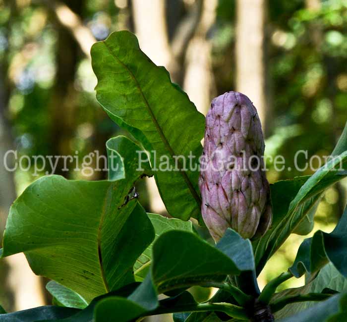 PGC-T-Magnolia-tripetala-06-12-1