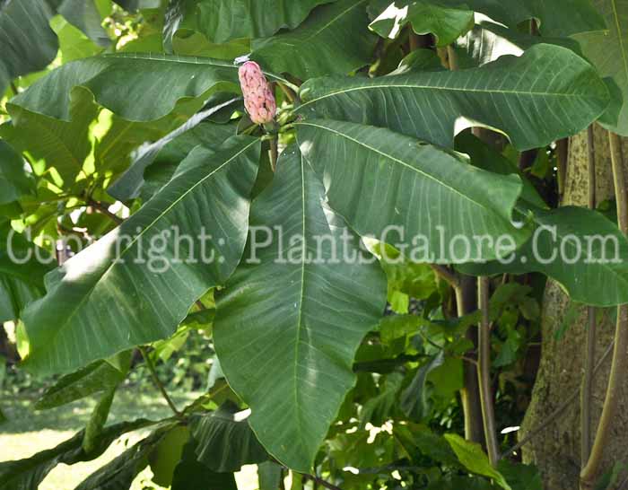 PGC-T-Magnolia-tripetala-06-12-3