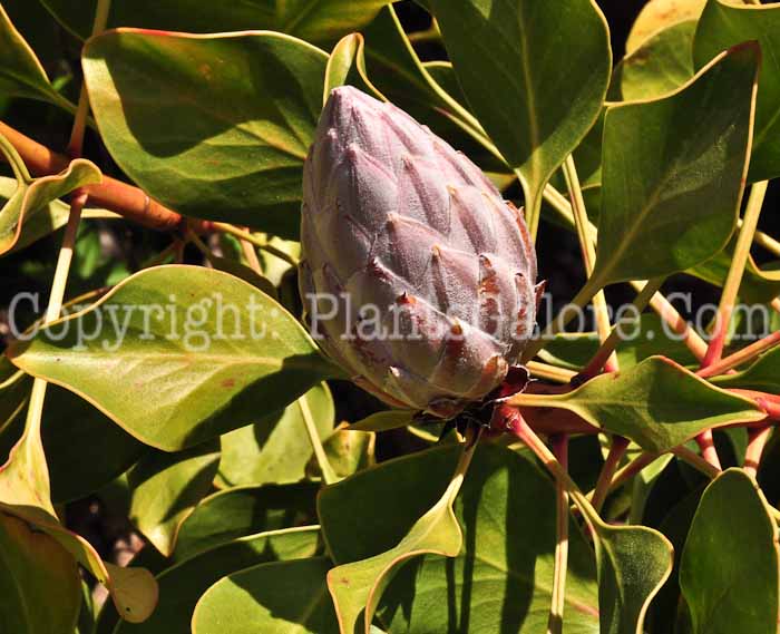 PGC-T-Magnolia-virginiana-0513-1-1