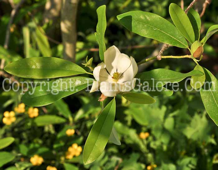 PGC-T-Magnolia-virginiana-3