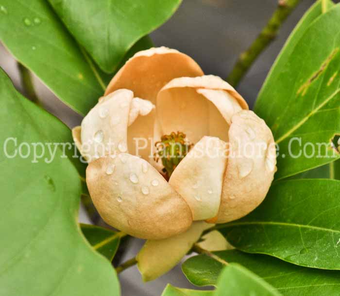 PGC-T-Magnolia-virginiana-5