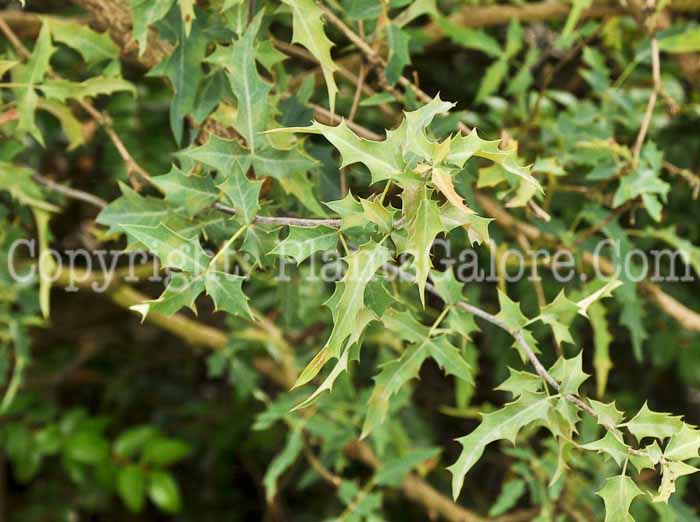 PGC-S-Mahonia-haematocarpa-1