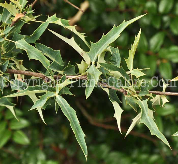 PGC-S-Mahonia-haematocarpa-3