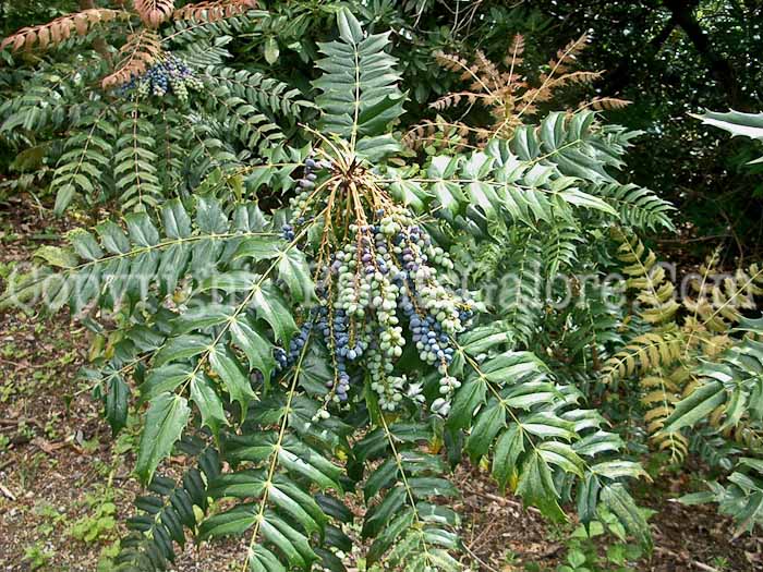 PGC-S-Mahonia-japonica-Bealei-Group-1