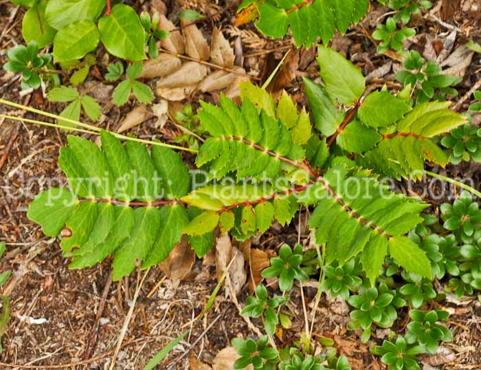 PGC-S-Mahonia-nervosa-1