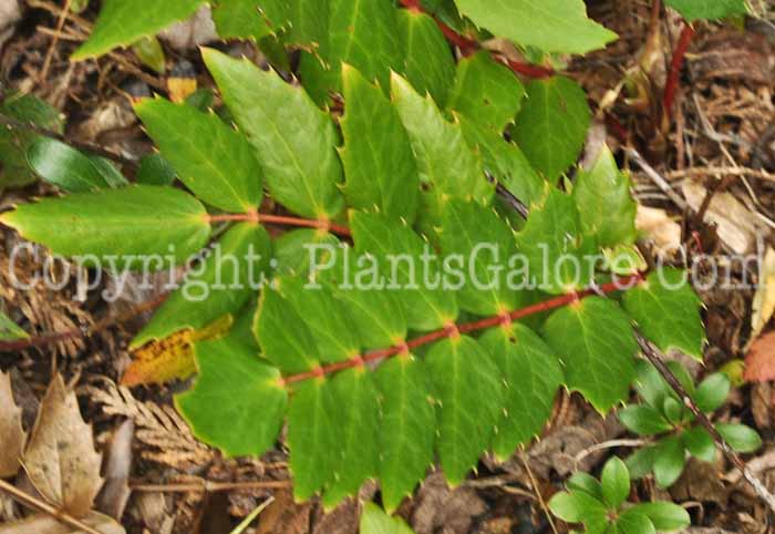 PGC-S-Mahonia-nervosa-2