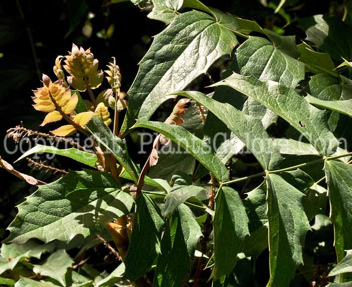 PGC-S-Mahonia-sikkeimensis-2