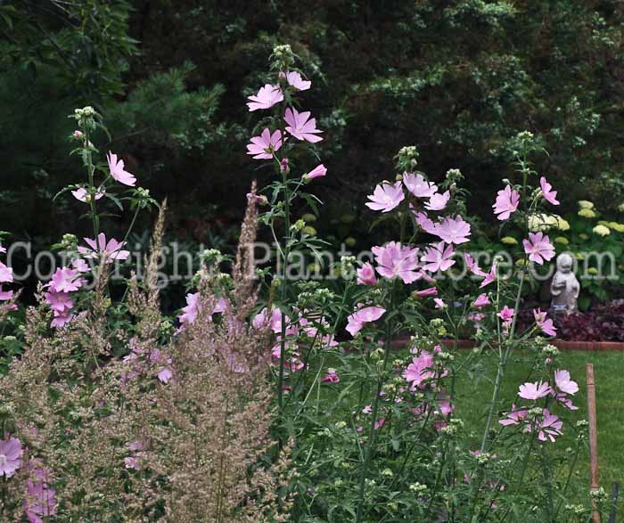 PGC-P-Malva-alcea-Fastigata-2010-2