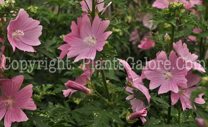 PGC-P-Malva-alcea-Fastigata-2010-3