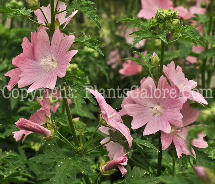 PGC-P-Malva-alcea-Fastigata-2010-4