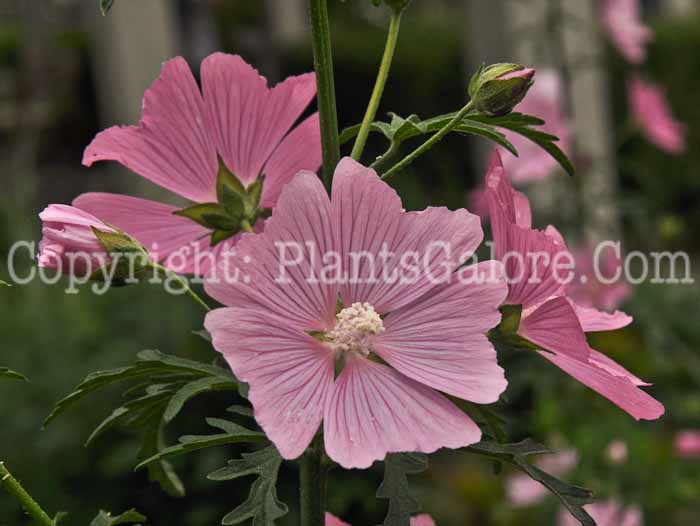 PGC-P-Malva-alcea-Fastigata-2010-5