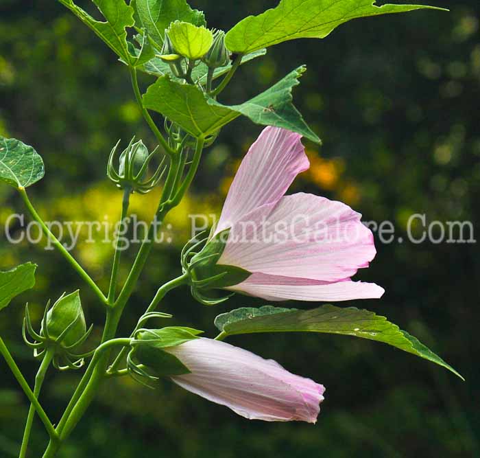 PGC-P-Malva-moschata-alba-2010-01