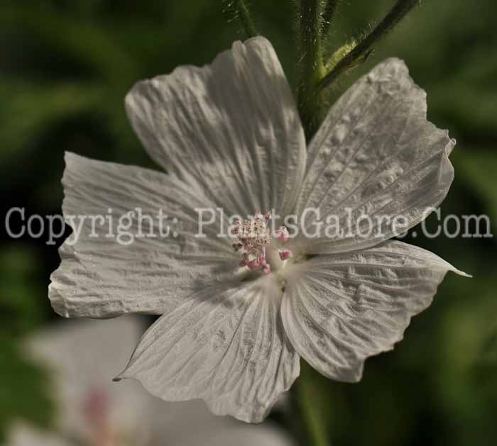 PGC-P-Malva-moschata-alba-2010-03