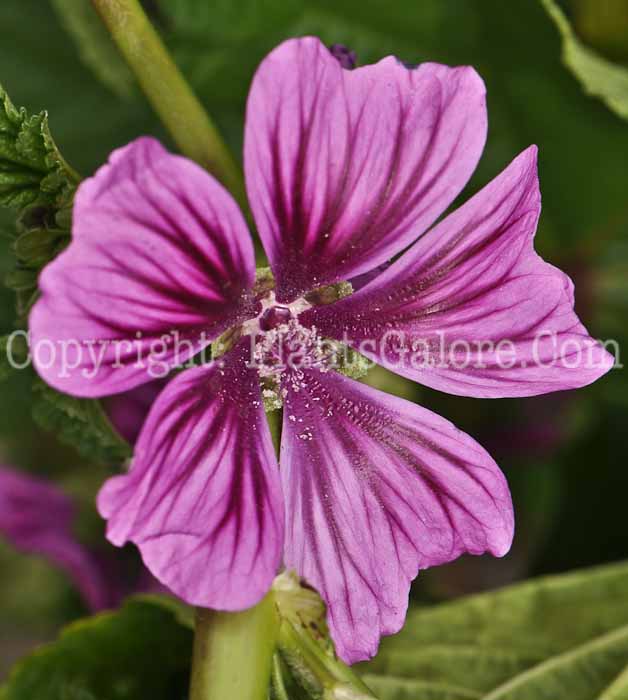 PGC-P-Malva-Zebrina-2010-04