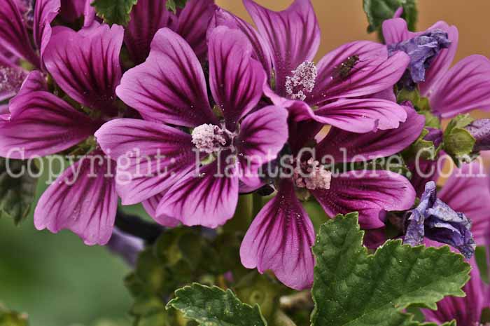 PGC-P-Malva-sylvestris-Zebrina-2010-02