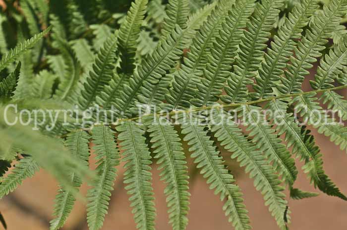 PGC-F-Matteuccia-pensylvanica-ostrichfern-2011-001