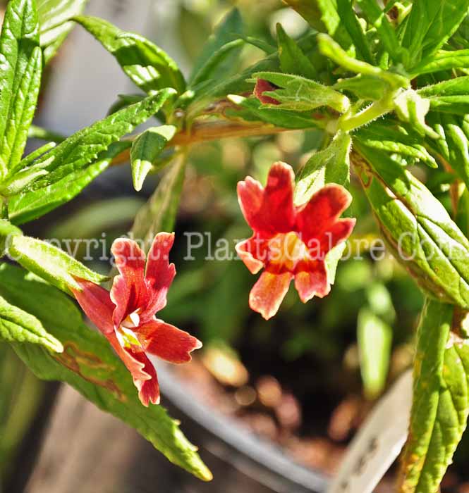 PGC-S-Mimulus-puniceus-0413-1