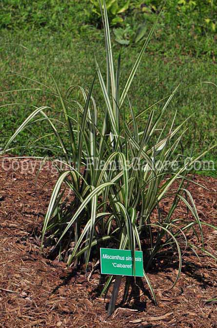 PGC-G-Miscanthus-sinensis-Cabaret-813-1