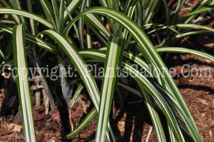 PGC-G-Miscanthus-sinensis-Cabaret-813-2