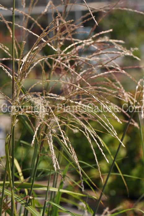 PGC-G-Miscanthus-sinensis-Malepartus-2