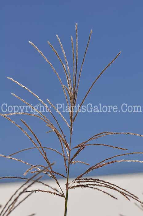 PGC-G-Miscanthus-sinensis-Malepartus-3