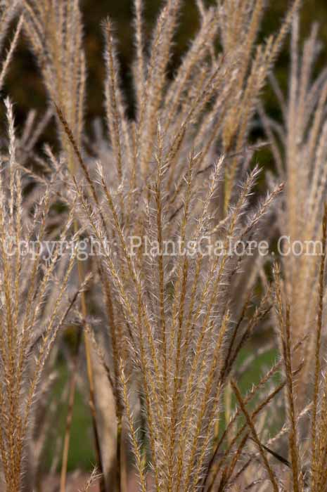 PGC-G-Miscanthus-sinensis-Sarabande-1013a-1