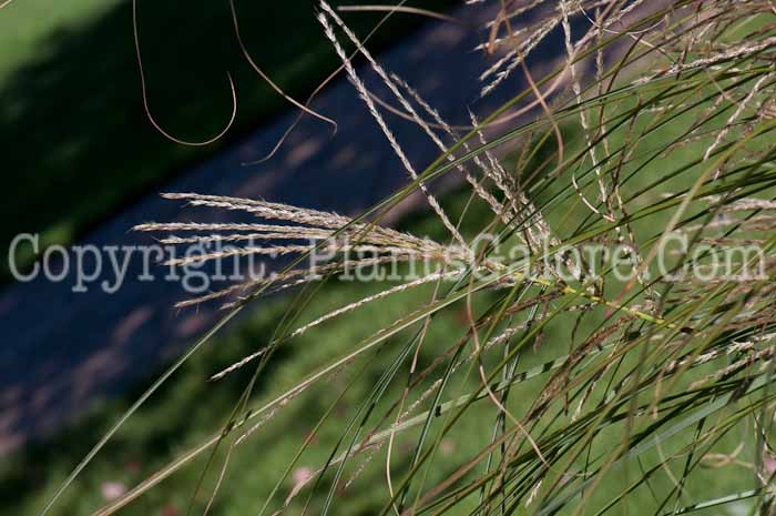 PGC-G-Miscanthus-sinensis-Sarabande-1013a-3