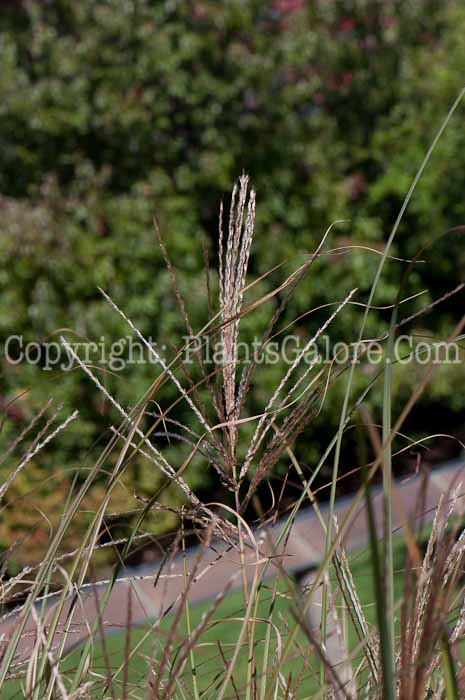 PGC-G-Miscanthus-sinensis-Sarabande-1013a-4