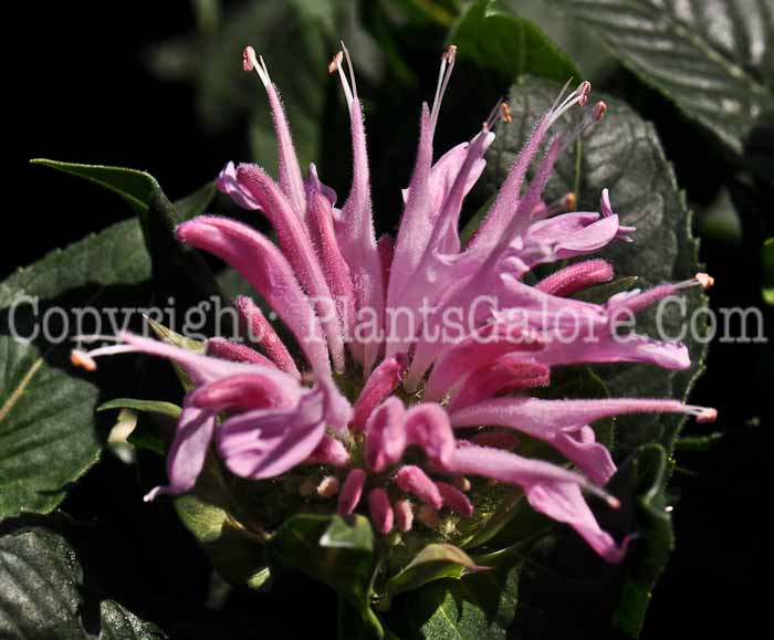 PGC-P-Monarda-didyma-ACmum-2010-03